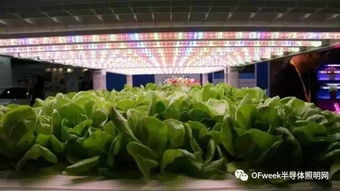 臺北光電周觀察 植物工廠產(chǎn)業(yè)生機勃勃